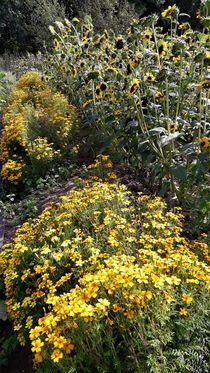 Gelbe Pflanzen und Blumen von assy