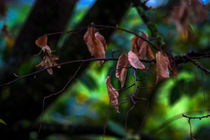 Leaves by Michael Naegele