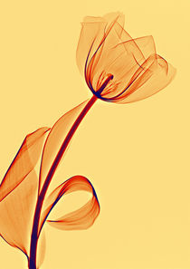 Durchleuchtete Tulpe  by Aleksandar Reba