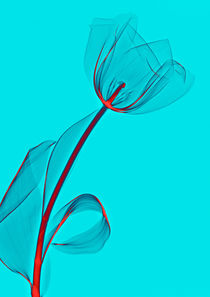 Durchleuchtete Tulpe by Aleksandar Reba