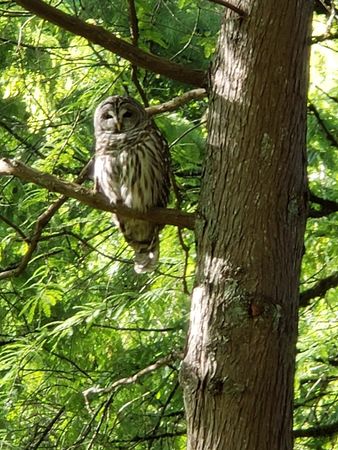 Owl-at-van-dusen-botanical-gardens-vancouver