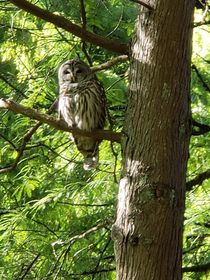  Owl at Van Dusen Botanical Garden Vancouver Canada by eloiseart