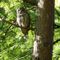 ' Owl at Van Dusen Botanical Garden Vancouver Canada' von eloiseart