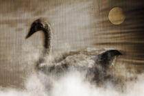 The swan von Michael Naegele