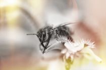 Die Biene by Claudia Evans