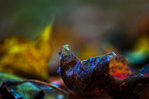 Autumn leaf  by Michael Naegele