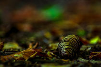Autumn pinecone by Michael Naegele