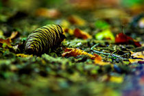 Autumn pinecone by Michael Naegele