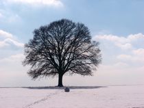 Baum im Schnee 3 by Regina Raaf