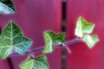 Ivy leaves von feiermar