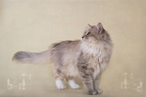 Sibirische Katze / 3 by Heidi Bollich