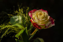 Rose by Stephan Zaun