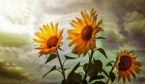 Sunflowers von Stefan Kierek
