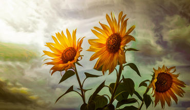 Sunflowers2