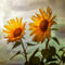 Sunflowers2