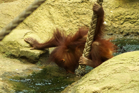 Orangutanjunges-trinktzoorostock