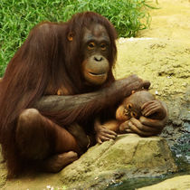Zärtliche Orang Utan Mutter mit ihrem Baby by Sabine Radtke