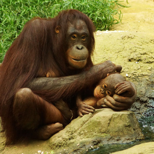 Oranguntanmutterkindzoorostockfreundlichkeit