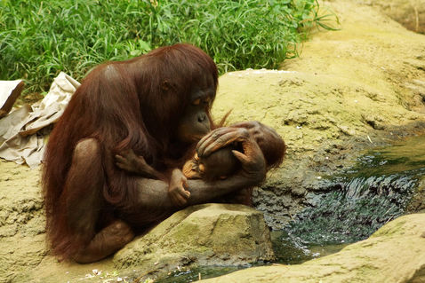 Oranguntanmutterkindzoorostockkuss