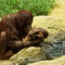 Oranguntanmutterkindzoorostockkuss