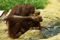 Liebevolle Orang Utan Mutter mit Baby 1 by Sabine Radtke