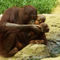 Oranguntanmutterkindzoorostock