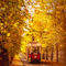 Old-tram-in-autumn-prague