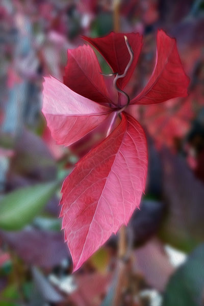 Red-of-autumn-png