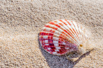 red shell in the sand by Lecram Neziuhiem