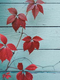 Red leaves von Andrei Grigorev