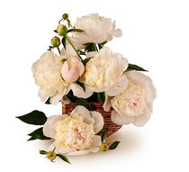 Bouquet of white peonies von larisa-koshkina