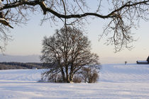 Eiche im Winter auf verschneitem Feld by Werner Meidinger