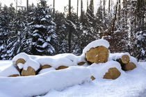 Winter im Wald mit gefällten Baumstämmen im Schnee von Werner Meidinger