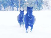 Blaue Pferde im Schnee von Nicole Truckenbrodt