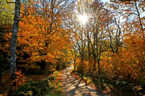 Herbstweg by eksfotos