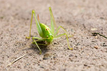 Grasshopper by frederic
