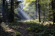 Lichtstrahlen im Forst von Rolf Müller