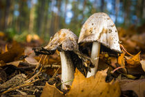 Autumn mushrooms by tr-design
