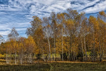 Bäume im Naturschutzgebiet Irndorfer Hardt - Naturpark Obere Donau von Christine Horn