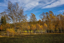 Landschaft im Naturschutzgebiet Irndorfer Hardt II - Naturpark Obere Donau von Christine Horn