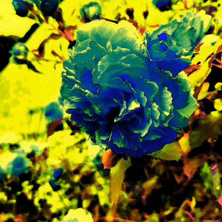 Blaue-rose-aquarell