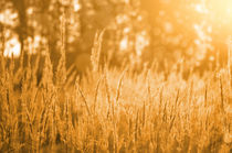 Sunset Grass Field  von Tanya Kurushova