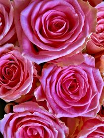 Pink roses by giart