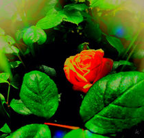 Versteckte Rose by Kiki de Kock