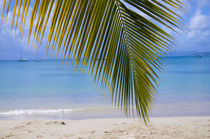 Palm Tree and Tropical Beach by Tanya Kurushova
