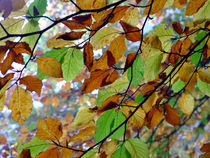 Farben des Herbstes von Ursula Schmidt