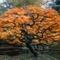 'Japanese Maple Tree' von davvy-arts