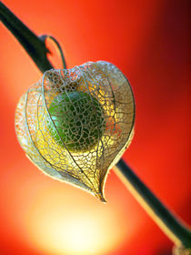 Herbstlaterne (Physalis), Makrofotografie by Dagmar Laimgruber