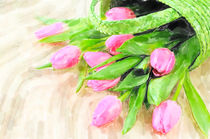 Illustration of pink tulips bunch in springtime by havelmomente