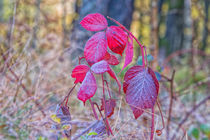 Reif an roten Blättern im Wald by Astrid Steffens